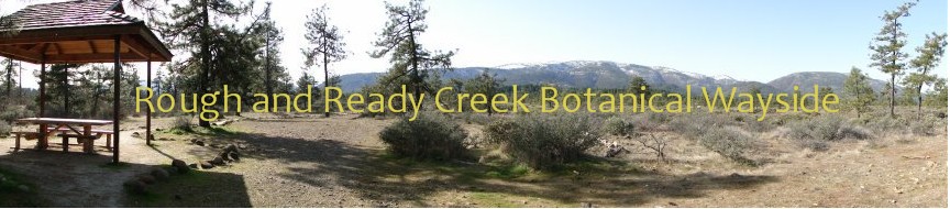 Rough and Ready Creek Botanical Wayside